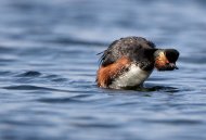 Black-necked Grebe. Photograph by Graham Catley