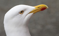 Herring Gull. Photograph by Edmund Fellowes