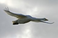 Whooper Swan. Photograph by Jill Pakenham