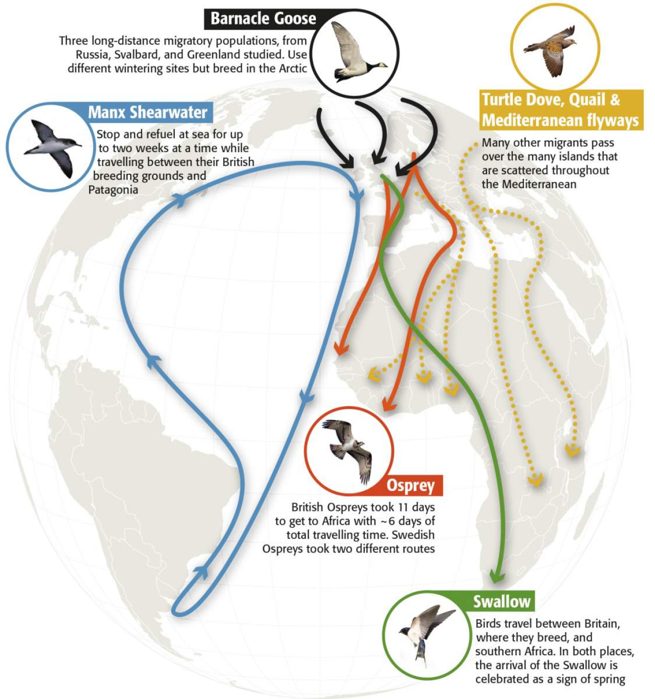 Migration map. Infographic by Nigel Hawtin.