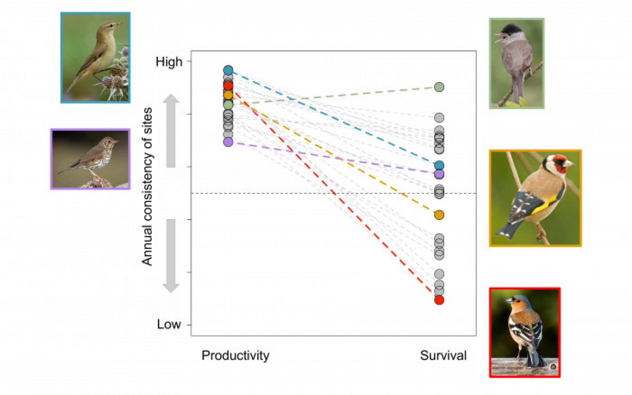 Productivity of 26 songbird species on Constant Effort ringing sites across Europe tends to be very consistent between years, while survival rates of these species vary much more between years, and are therefore less consistent. , Example species are highlighted with different colours.