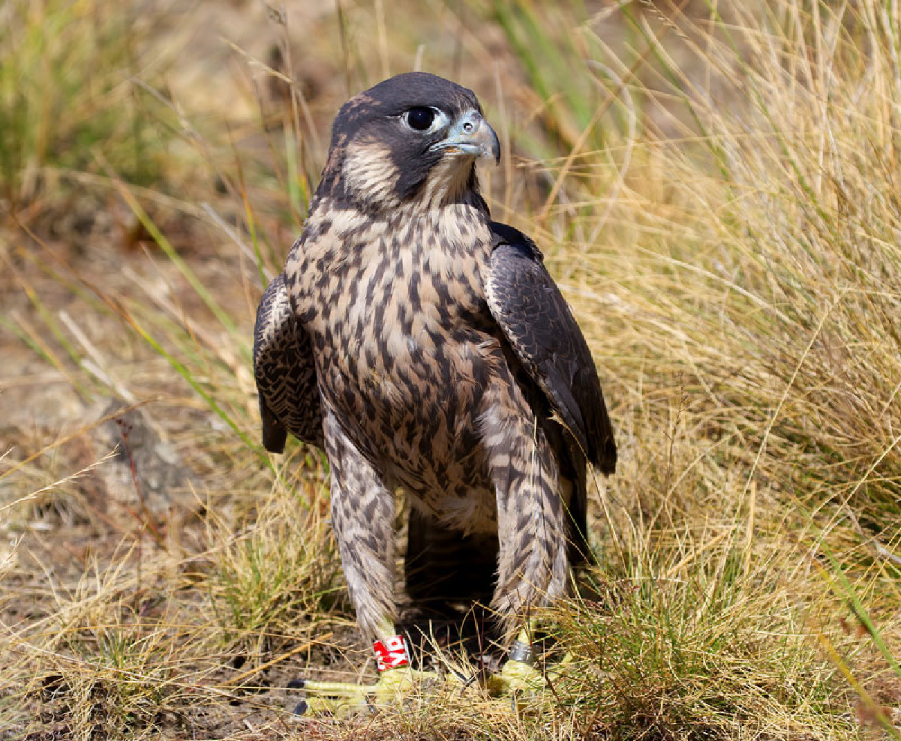 Peregrine with colour-ring. Craig Bell