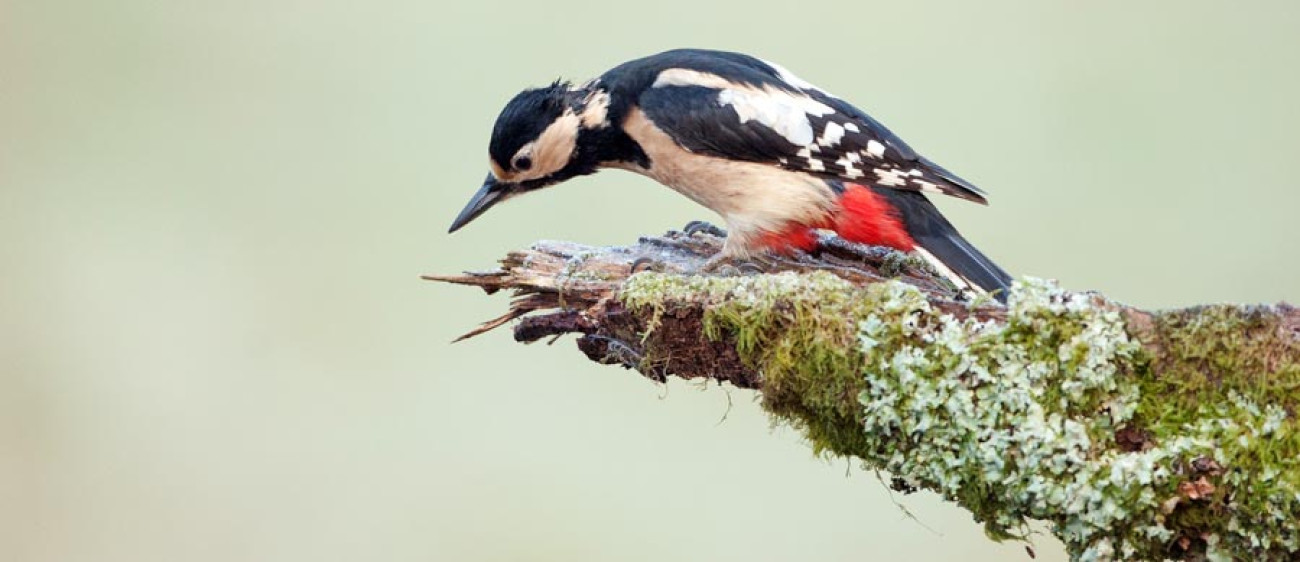 Great-spotted Woodpecker. Sarah Kelman