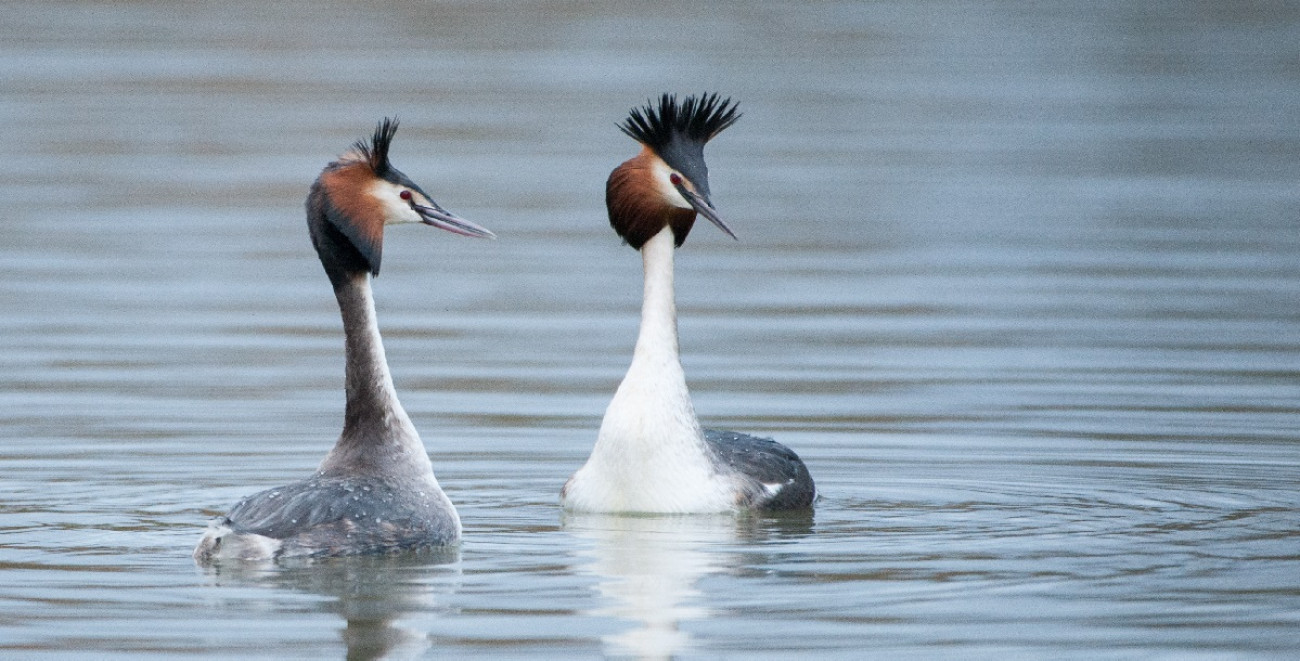 Great Crested Grebes by Sarah Kelman