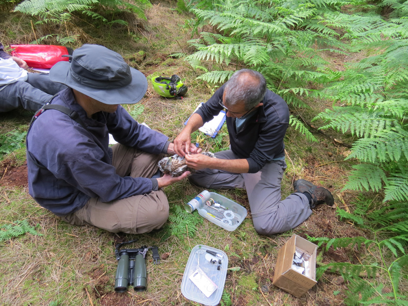 Fitting a Goshawk with a GPS tracking device