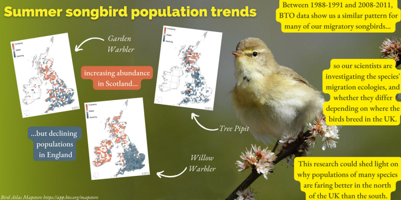 Songbird Migration Blog Infographic. Details in text body. 