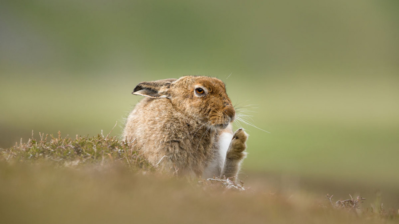 Mountain Hare. Andy Howard