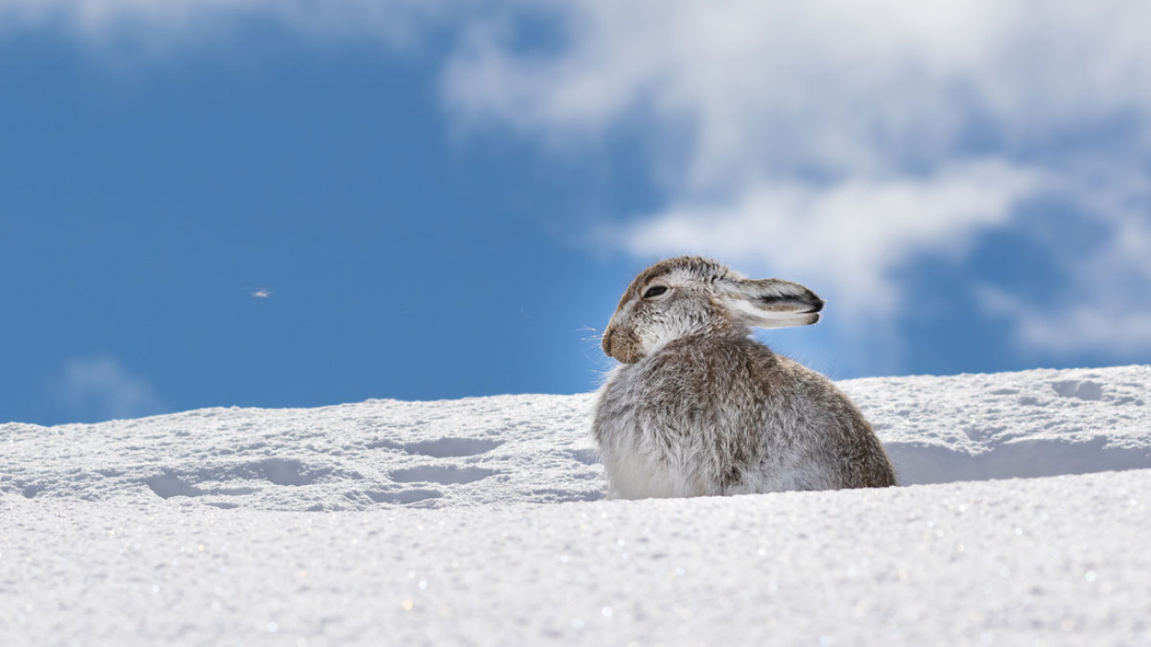 Mountain Hare in snow. Andy Howard