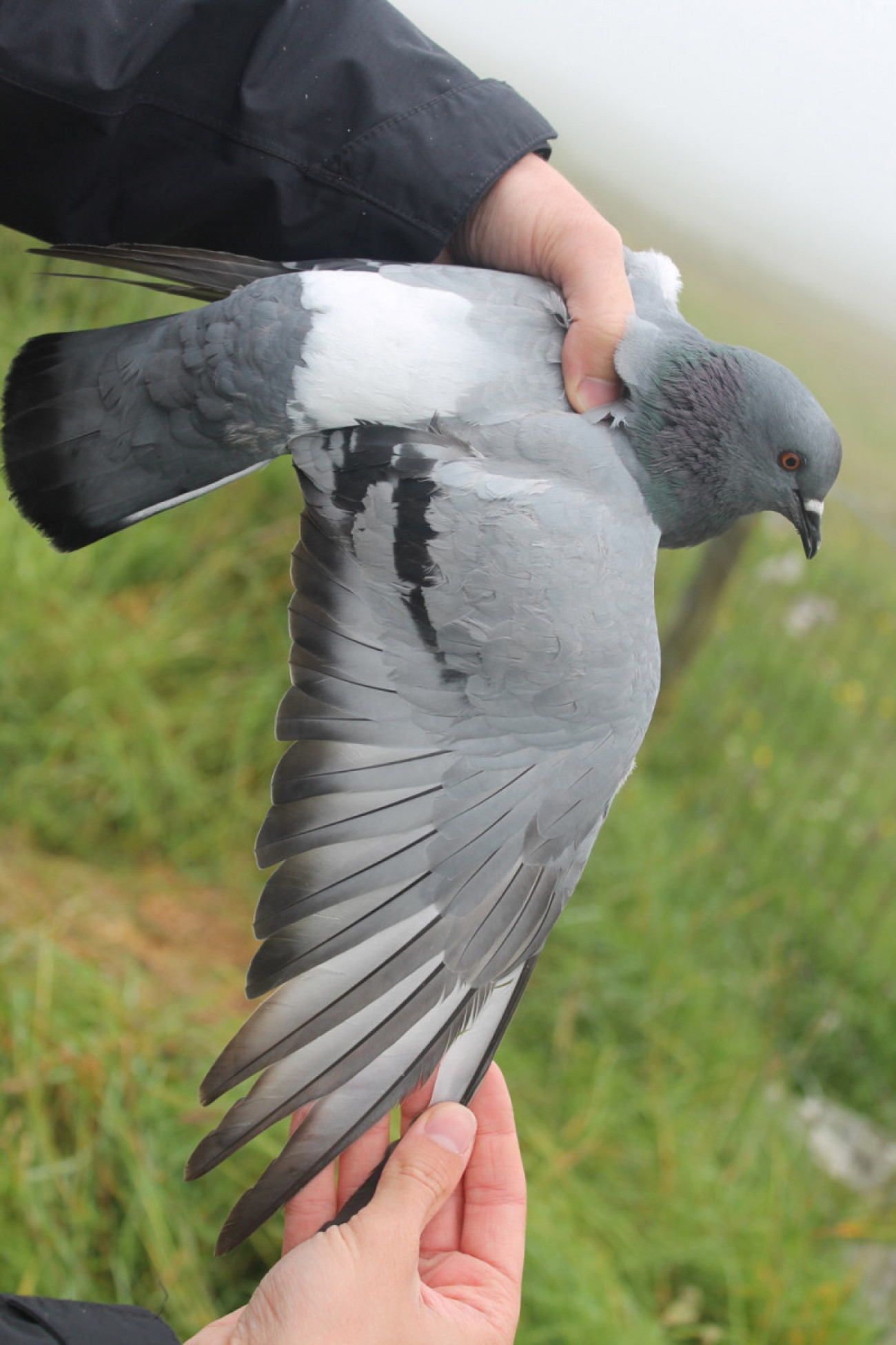 Extending the wing of a Rock Dove to show the lack of melanistic chequering present on hybrid or Feral Pigeons. Will Smith