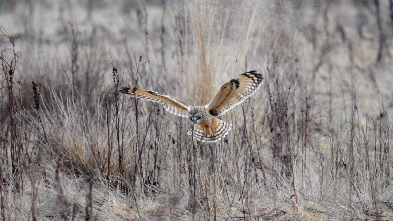 Short-eared Owl hunting. Amy Lewis