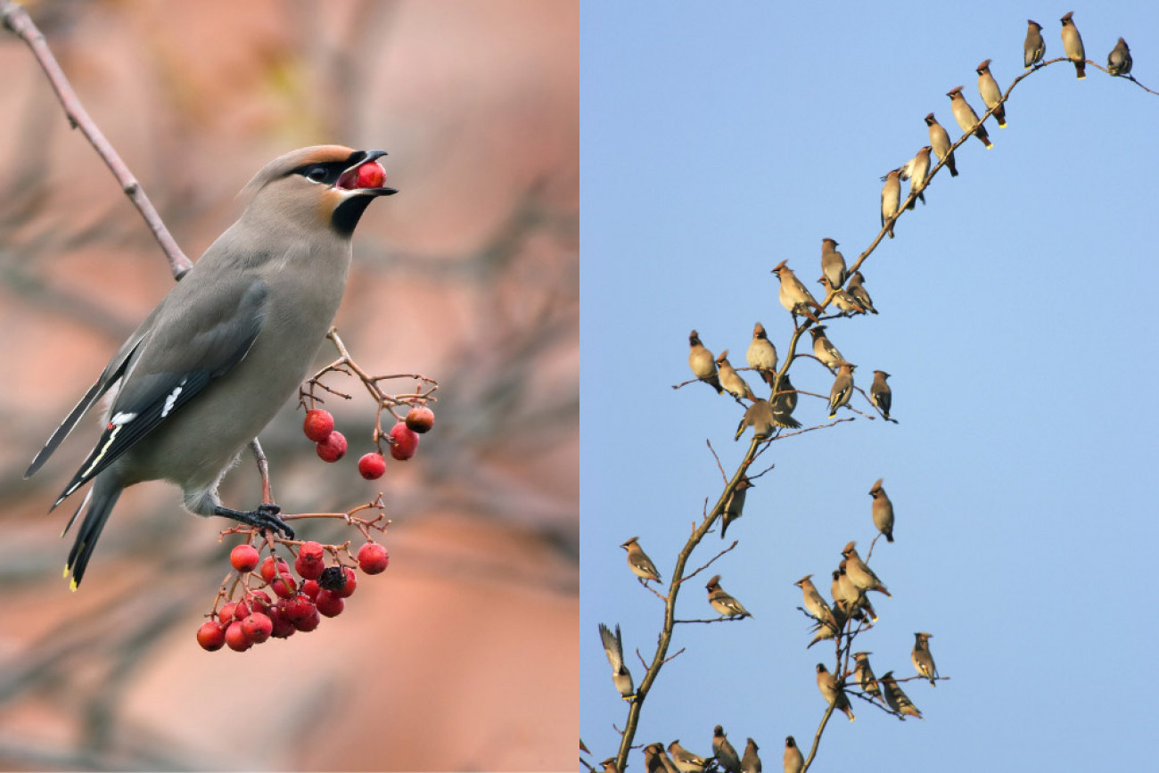 Waxwing. Chris Knights (left) and Edmund Fellowes (right).