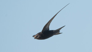 Swallow, by Philip Croft / BTO