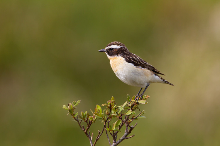 Whinchat, by Edmund Fellowes