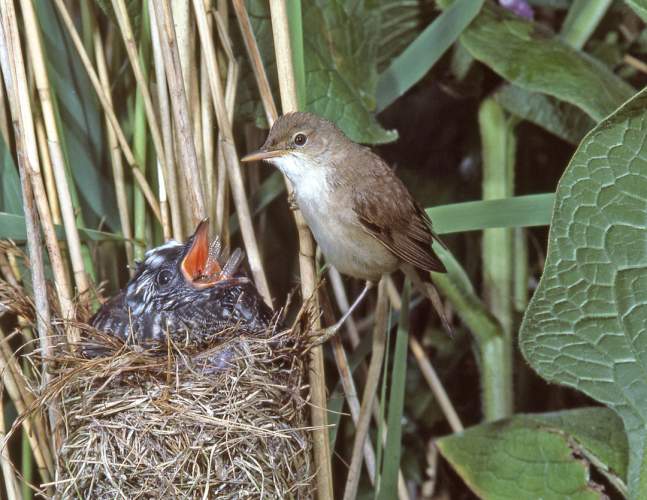 Cuckoo and Reed Warbler, by Moss Taylor