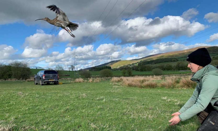 Releasing a tagged Curlew. Rachel Taylor