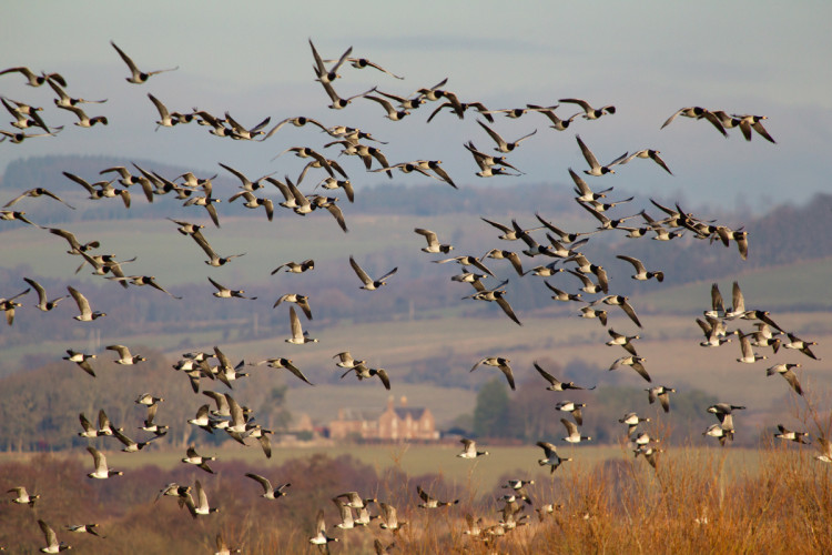 Barnacle Geese by Edmund Fellowes