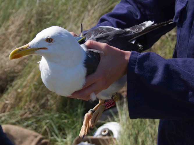 Tagged Lesser black-backed Gull