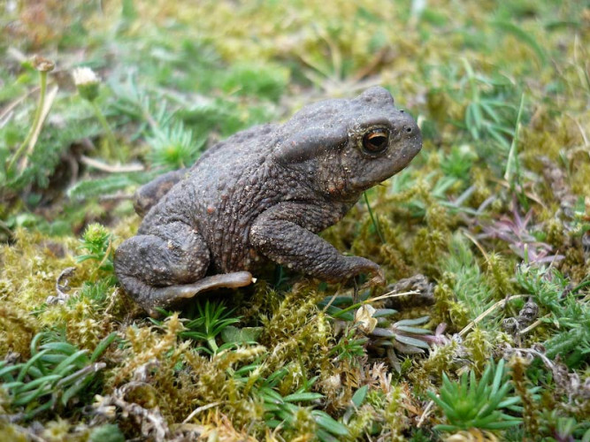 Common Toad. Moss Taylor
