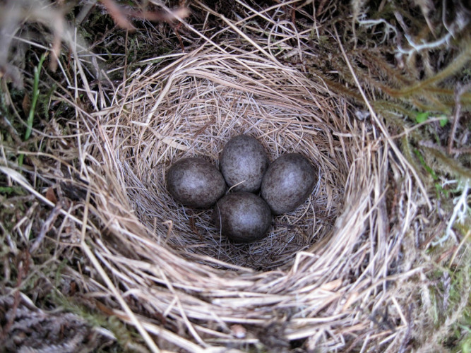 Meadow Pipit nest, Hugh Insley