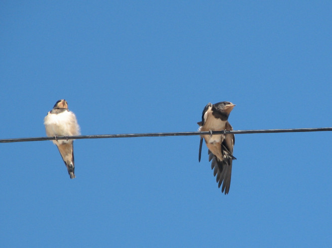 Swallows by Cathy Ryden