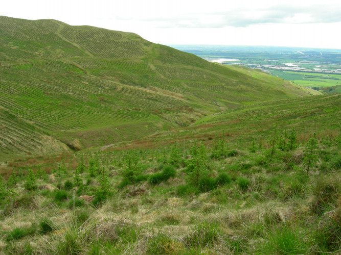 Upland afforestation Scotland by John Calladine