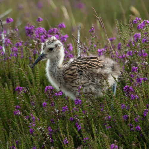 Curlew chick by Philip Croft