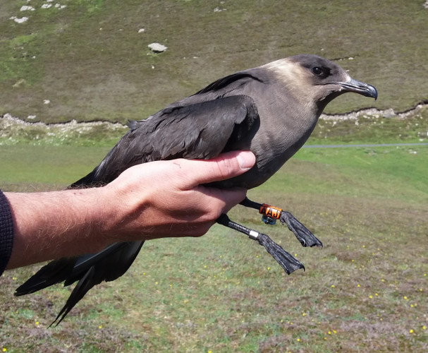 Arctic Skua with ring and geolocator on leg, by Sarah Harris / BTO