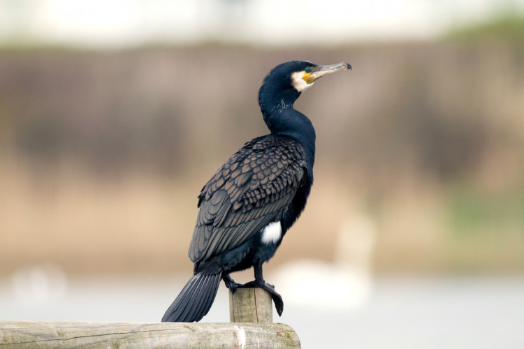 Cormorant by John Harding