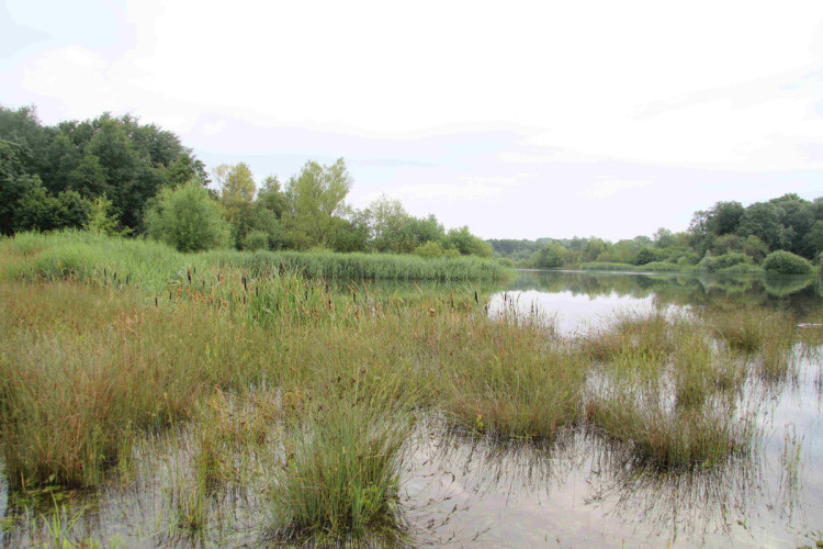 Wetland habitat, by Mike Toms / BTO