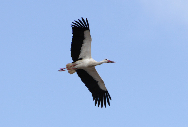 White Stork by John Proudlock, BTO