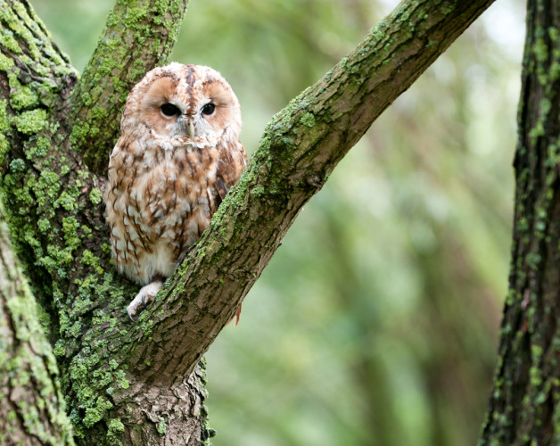 Tawny Owl by Sarah Kelman/BTO