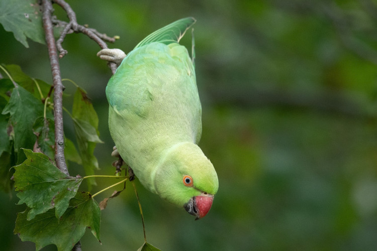 Ring-necked Parakeet, by Sarah Kelman / BTO