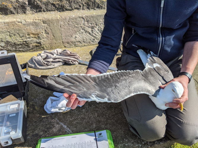 Lesser Black-backed Gull tagging, Gary Clewley/BTO
