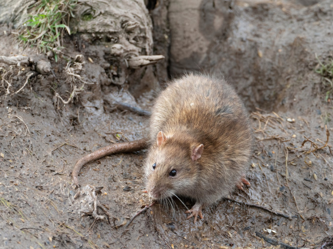 Brown Rat, by Edmund Fellowes / BTO