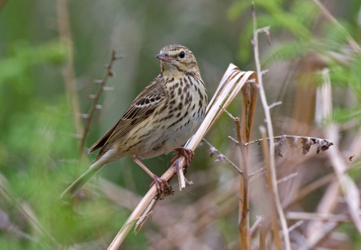 Tree Pipit by Chris Knights