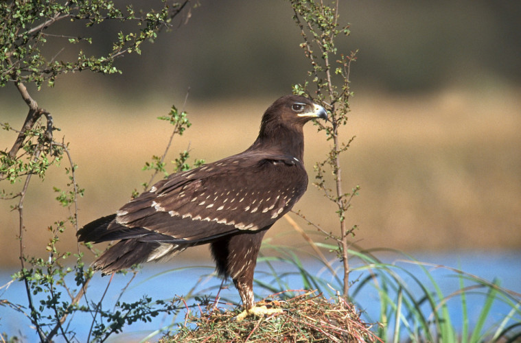 Greater Spotted Eagle, by David Tipling / BTO