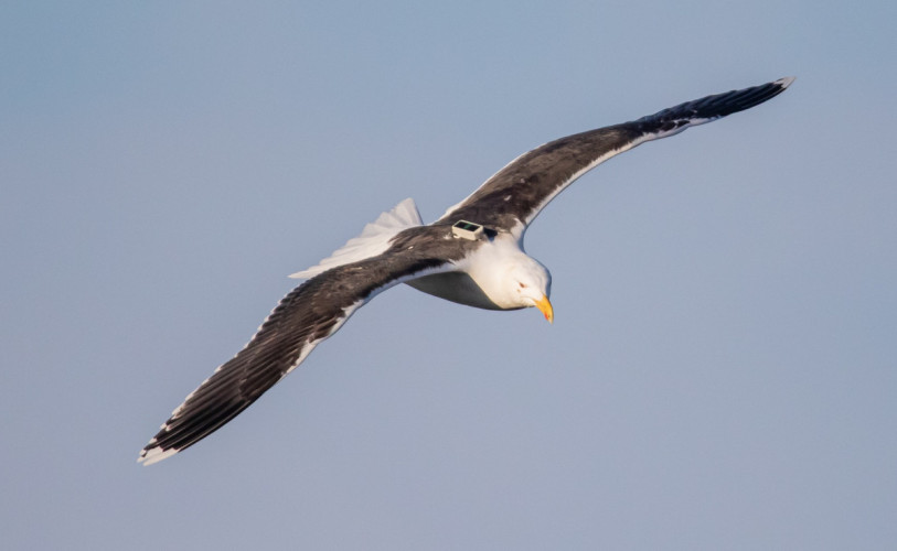 GPS-tagged Great Black-backed Gull, Sam Langlois Lopez