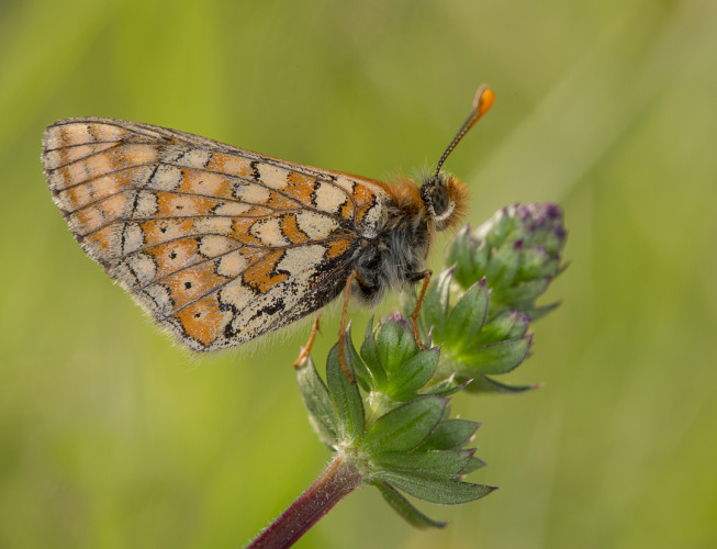 Marsh Fritillary butterfly by Liz Cutting BTO