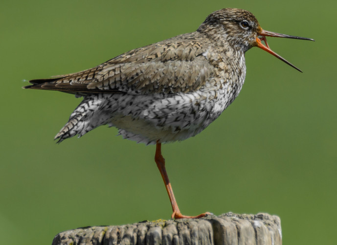 A Redshank perched on a fencepost with its bill open photographed by Philip Croft