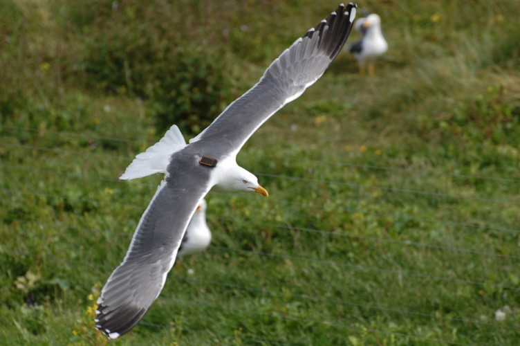 Tagged Lesser Black-backed Gull, Gary Clewley