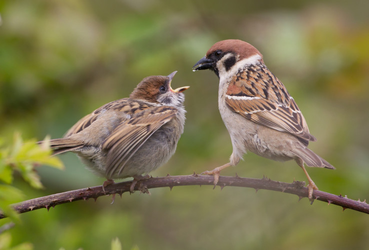 Tree Sparrow, by Liz Cutting / BTO