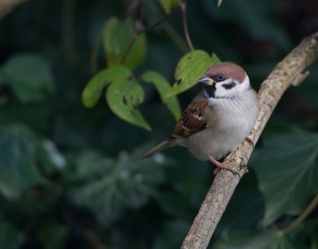 Tree Sparrow, by Liz Cutting