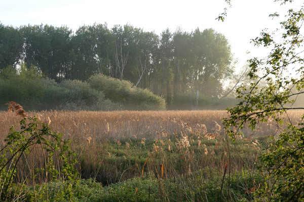 Wetland. Mike Toms / BTO