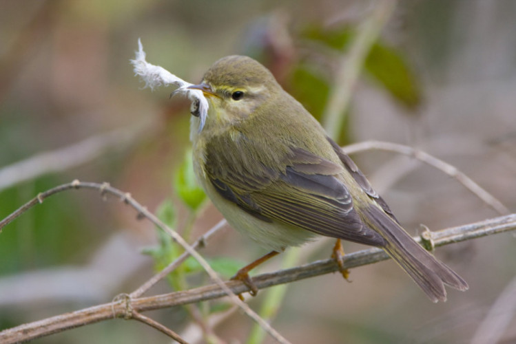Willow Warbler. Chris Knights / BTO