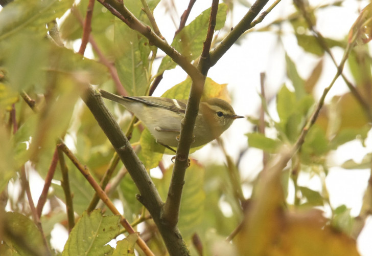 Yellow-browed Warbler, by Moss Taylor / BTO
