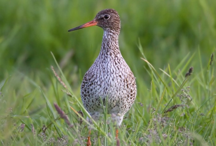 A speckly brown wading bird with a red bill standing in a field