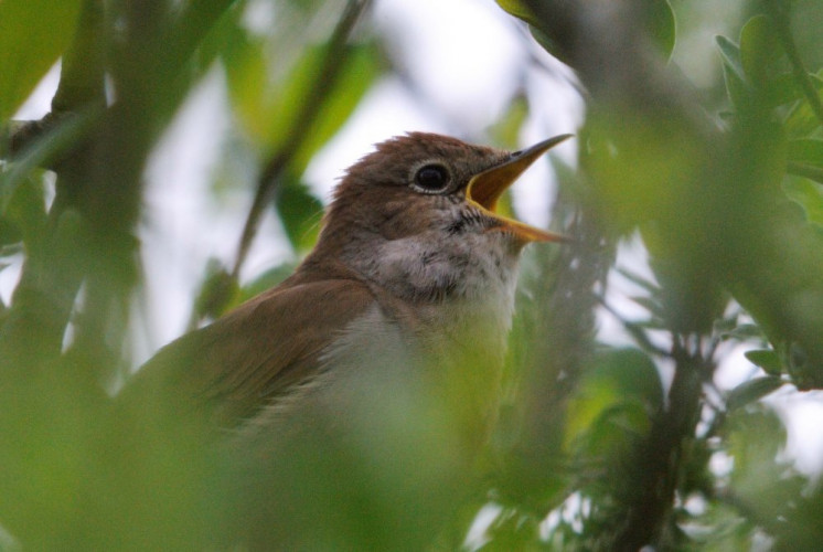 Nightingale, photograph by Amy Lewis