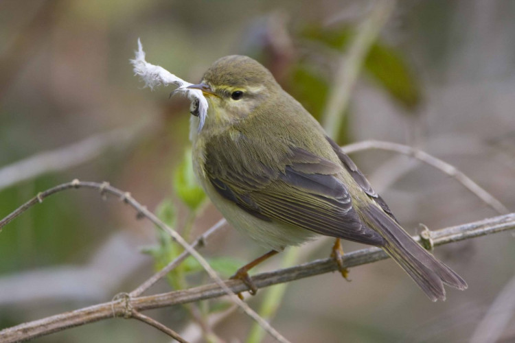 Willow Warbler, photograph by Chris Knights