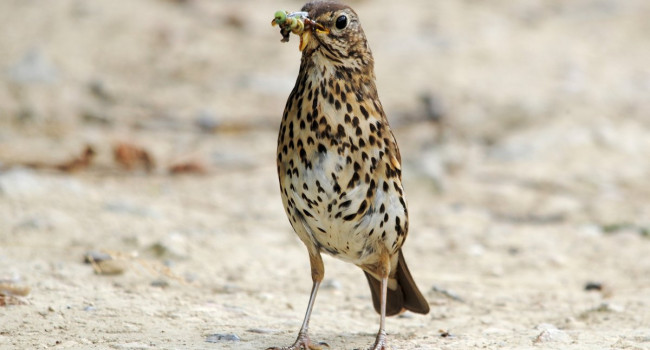 Song Thrush. photograph by Amy Lewis