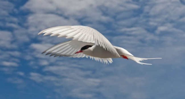 Arctic Tern Photographer Jeremy Moore